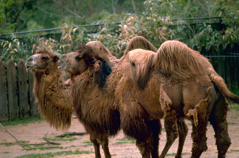 Bactrian Camels (Camelus bactrianus) {!--쌍봉낙타-->; DISPLAY FULL IMAGE.