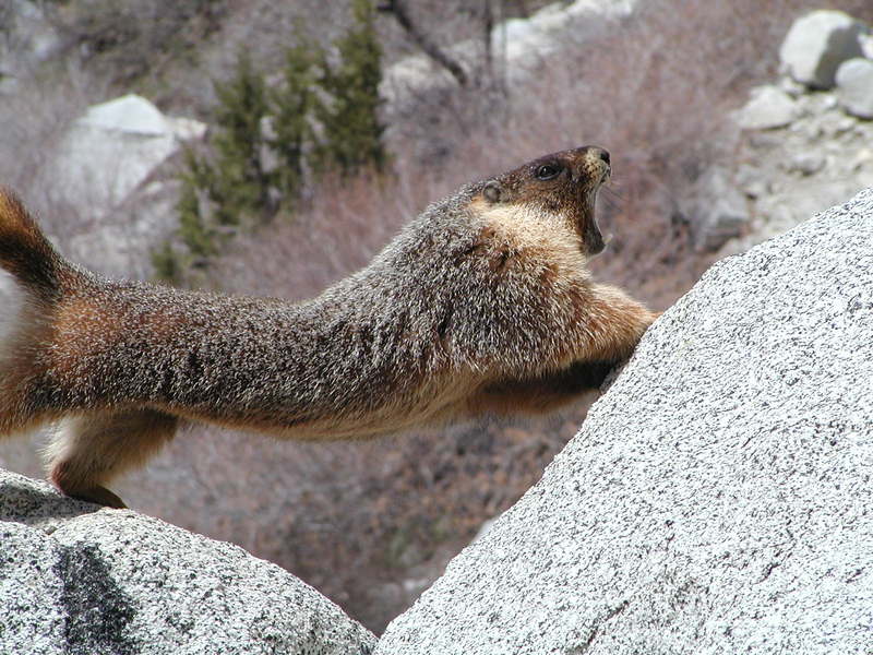 Yellow-Bellied Marmot; DISPLAY FULL IMAGE.