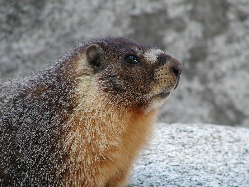 Yellow-Bellied Marmot; DISPLAY FULL IMAGE.