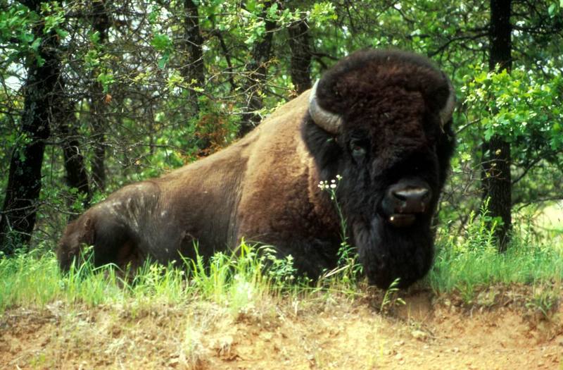 American Bison bull (Bison bison) {!--아메리카들소-->; DISPLAY FULL IMAGE.