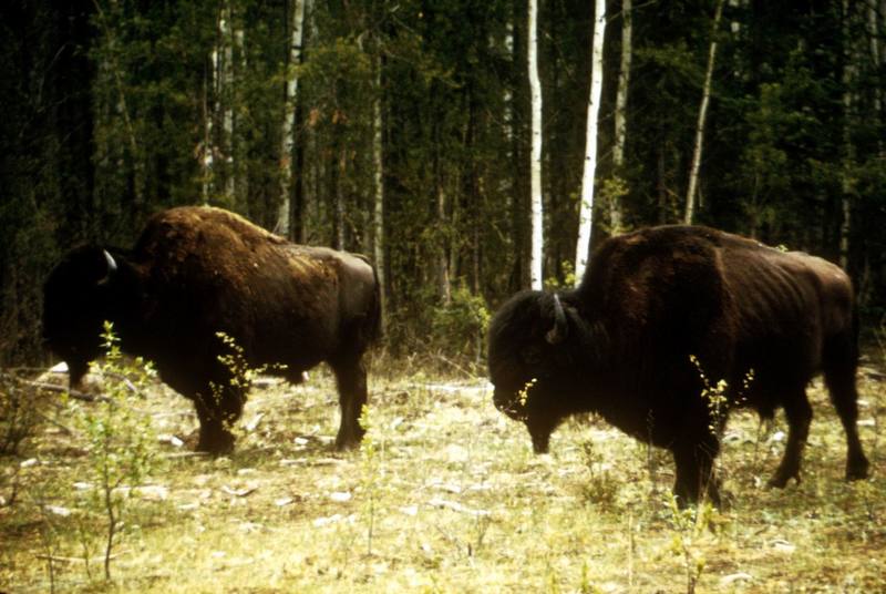 American Bison herd (Bison bison) {!--아메리카들소-->; DISPLAY FULL IMAGE.