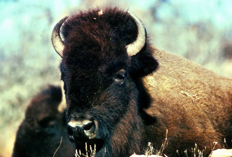 American Bison female (Bison bison) {!--아메리카들소-->; DISPLAY FULL IMAGE.