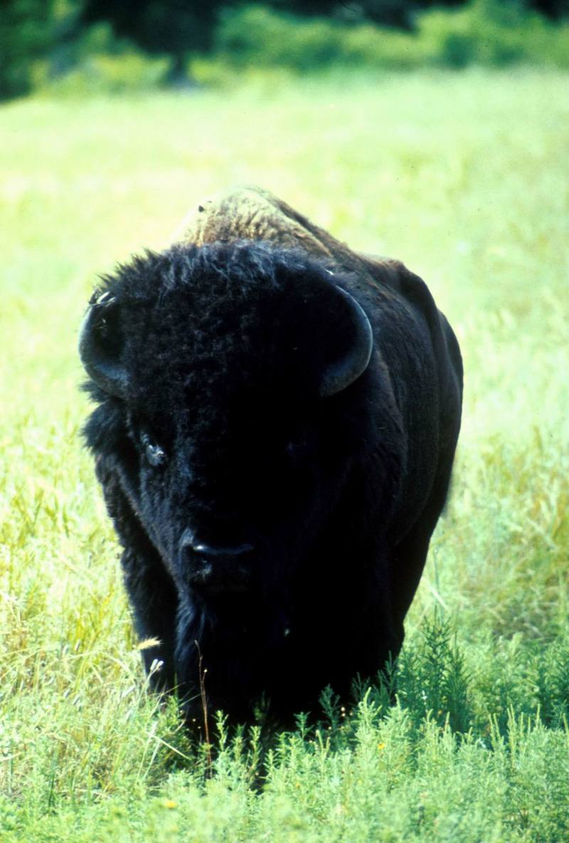 American Bison bull (Bison bison) {!--아메리카들소-->; DISPLAY FULL IMAGE.