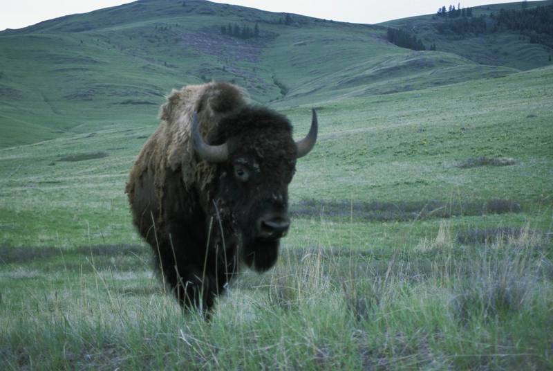 American Bison (Bison bison) {!--아메리카들소-->; DISPLAY FULL IMAGE.