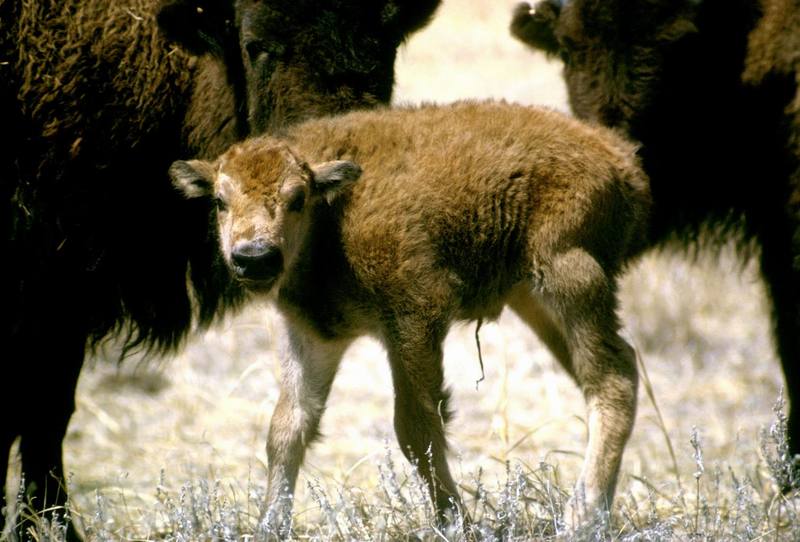 American Bison calf (Bison bison) {!--아메리카들소-->; DISPLAY FULL IMAGE.
