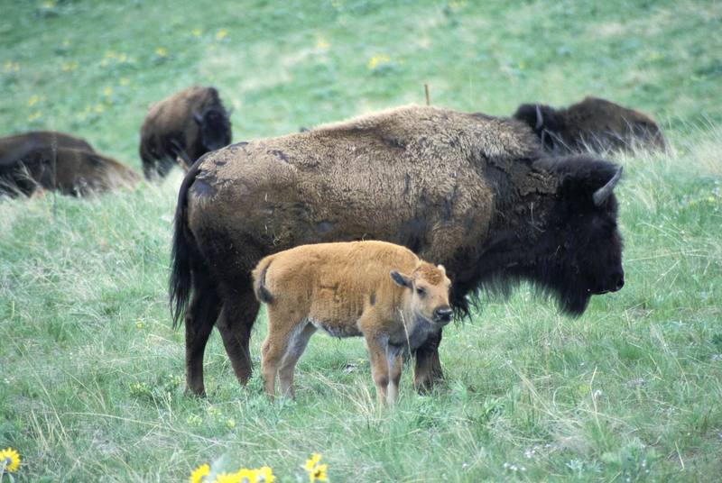 American Bison cow and calf (Bison bison) {!--아메리카들소-->; DISPLAY FULL IMAGE.