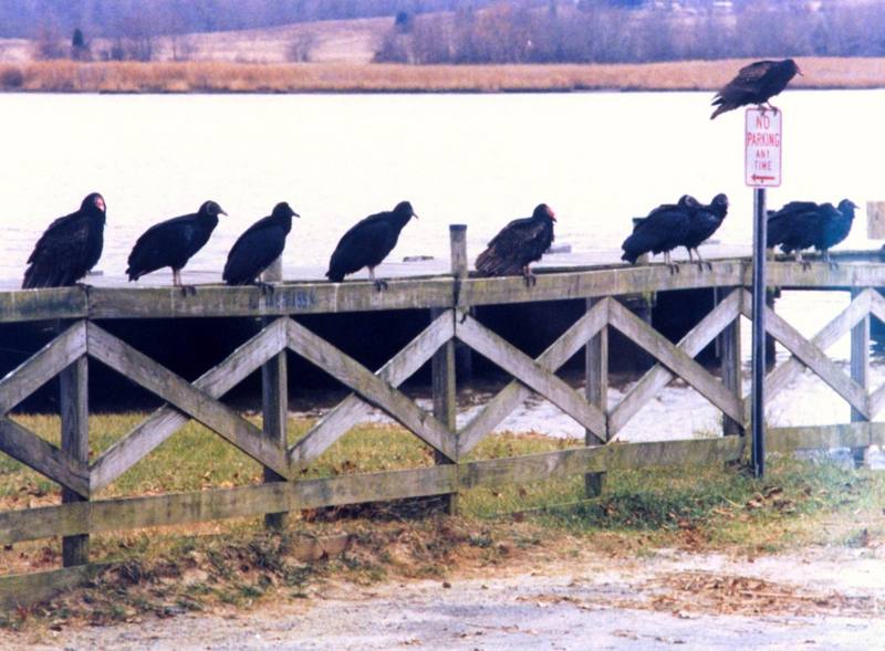 Turkey Vulture flock (Cathartes aura) {!--칠면조수리--> mixed with American Black Vultures; DISPLAY FULL IMAGE.