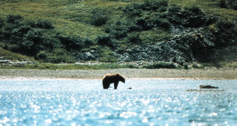 Alaskan Brown Bear (Ursus arctos) {!--알래스카 불곰-->; DISPLAY FULL IMAGE.