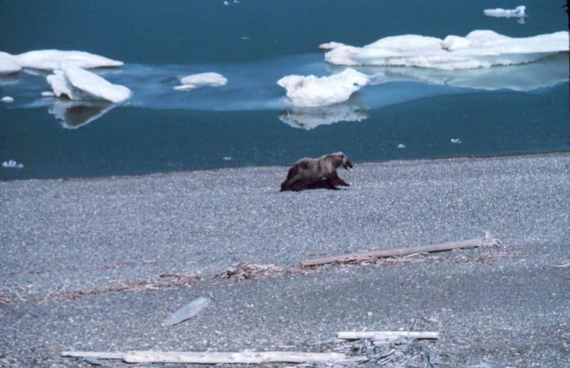 Brown Bear (Ursus arctos) {!--알래스카 불곰-->; DISPLAY FULL IMAGE.