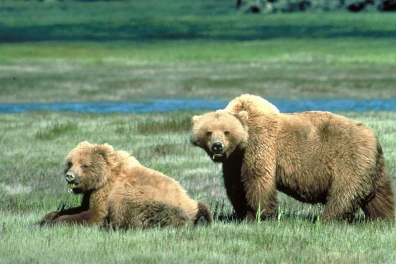 Grizzly Bear pair (Ursus arctos horribilis) {!--회색곰(불곰 아종)-->; DISPLAY FULL IMAGE.