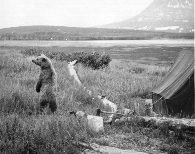 Brown Bear in camp (Ursus arctos) {!--불곰-->; DISPLAY FULL IMAGE.