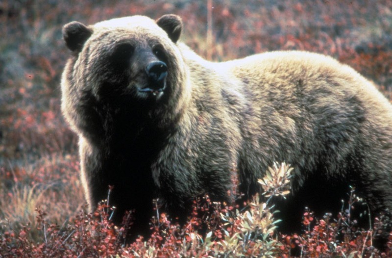 Brown Bear (Ursus arctos) {!--불곰-->; DISPLAY FULL IMAGE.