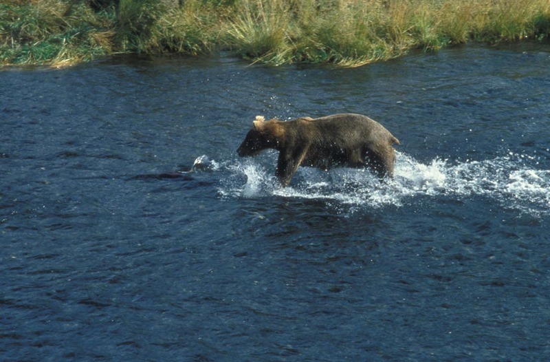 Brown Bear (Ursus arctos) {!--불곰-->; DISPLAY FULL IMAGE.