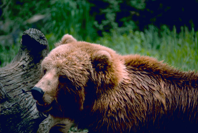 Kodiak Brown Bear (Ursus arctos middendorffi) {!--불곰-->; DISPLAY FULL IMAGE.