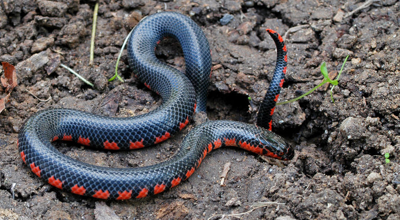 Juvenile Mud Snake (Farancia abacura); DISPLAY FULL IMAGE.