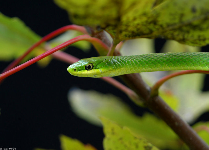 Rough Green Snake (Opheodrys aestivus aestivus); DISPLAY FULL IMAGE.