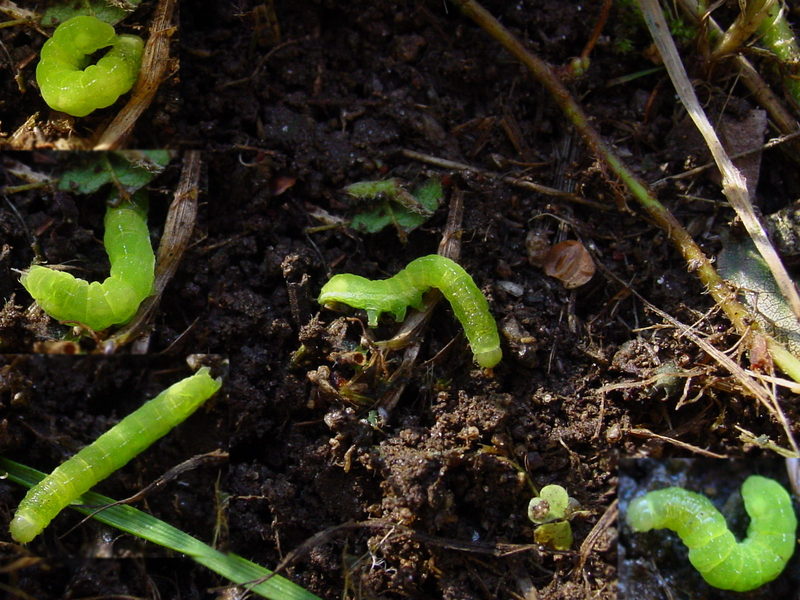 Cute caterpillars; DISPLAY FULL IMAGE.