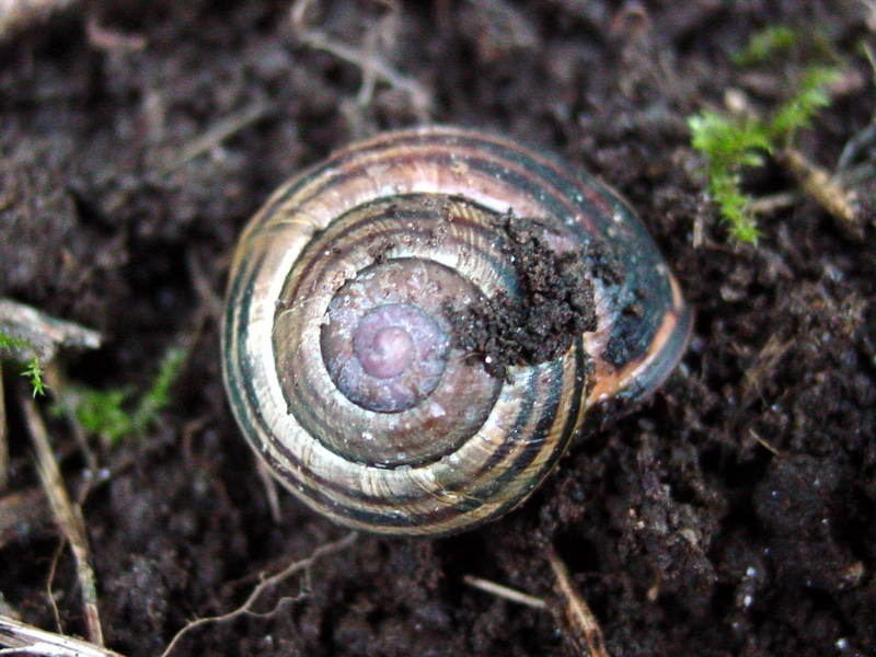 Snail; DISPLAY FULL IMAGE.