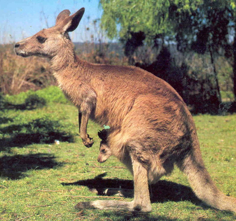 kangaroo mother and cub; DISPLAY FULL IMAGE.