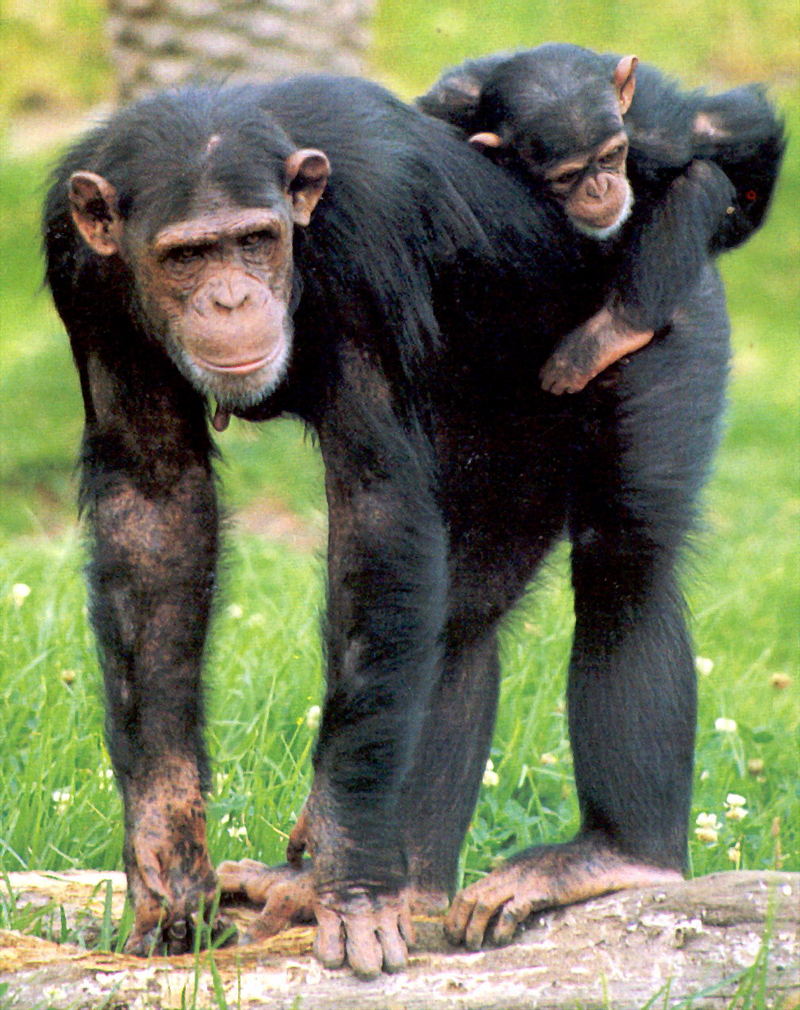 chimpanzee mother and cub; DISPLAY FULL IMAGE.