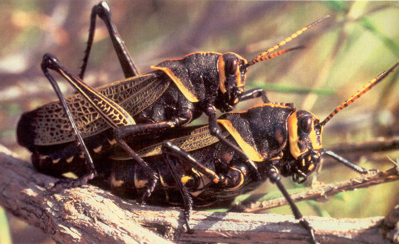 Locuster (grasshopper) pair in mating....; DISPLAY FULL IMAGE.