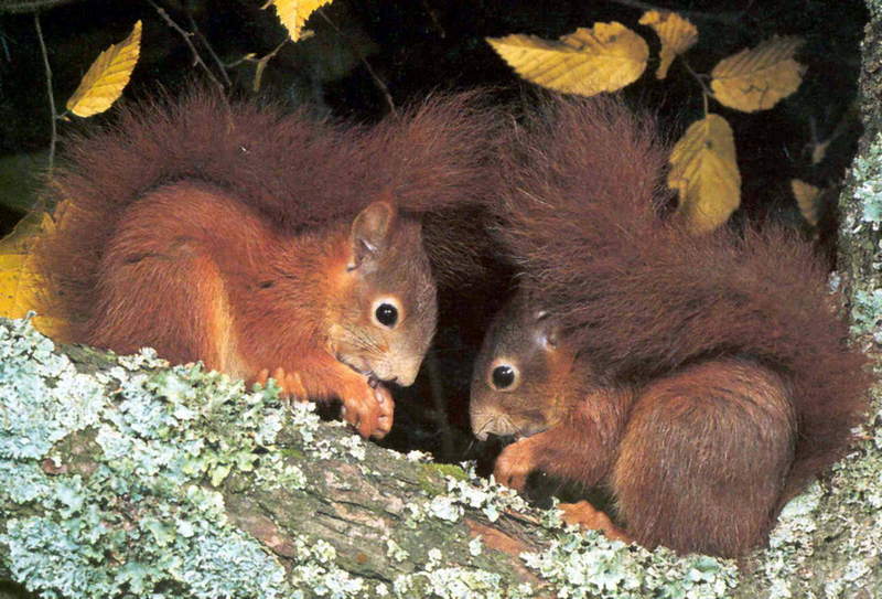 squirrel, pair; DISPLAY FULL IMAGE.