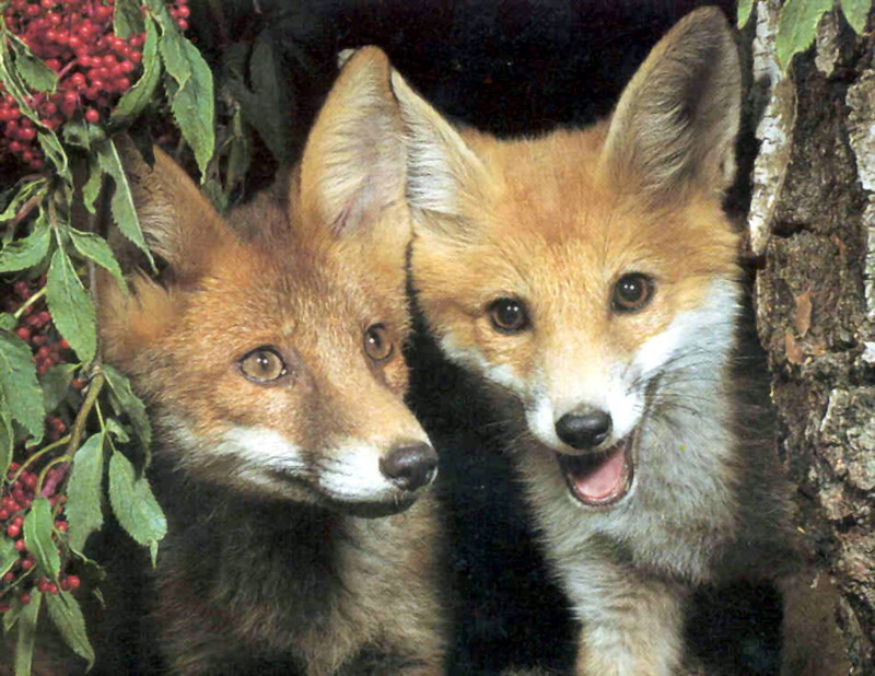 Red Fox kits; DISPLAY FULL IMAGE.