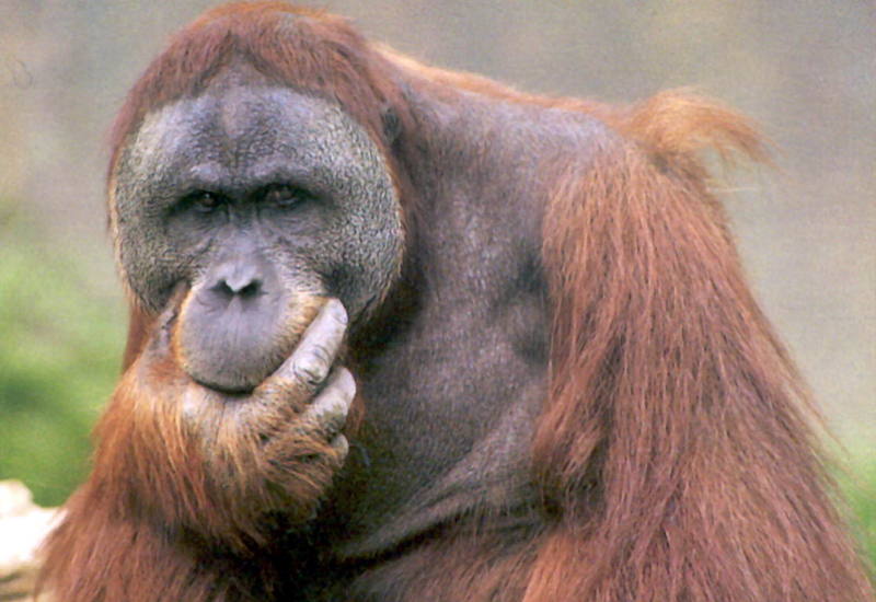 The 'Orangutan' Thinker....; DISPLAY FULL IMAGE.
