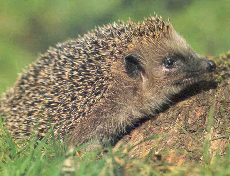 Erinaceus europaeus (Western European Hedgehog); DISPLAY FULL IMAGE.