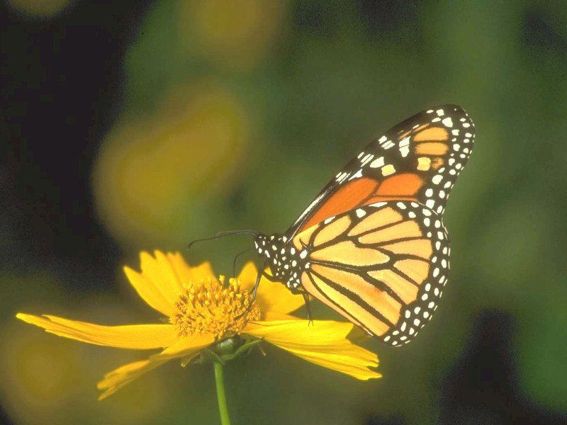 Monarch butterfly - Danaus plexippus; DISPLAY FULL IMAGE.