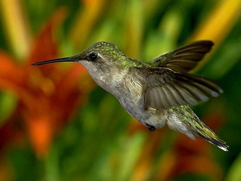 hummingbird; DISPLAY FULL IMAGE.