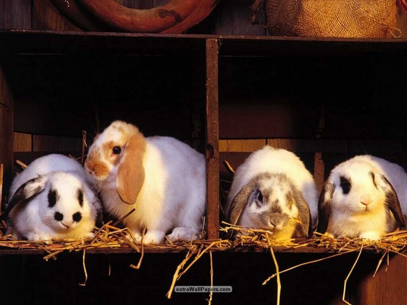 rabbits; DISPLAY FULL IMAGE.