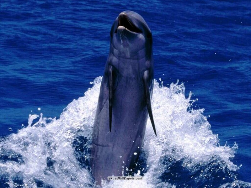 dolphin; DISPLAY FULL IMAGE.