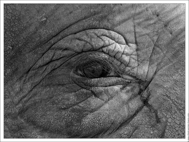 elephant; DISPLAY FULL IMAGE.