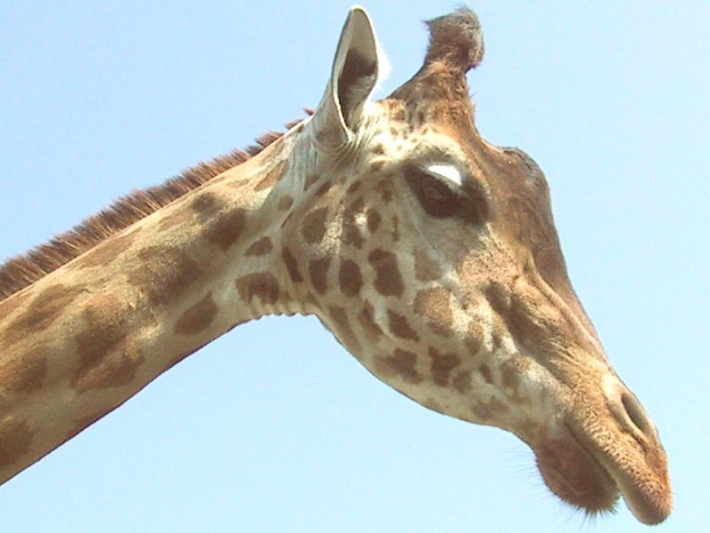 Giraffe - Giraffa camelopardalis; DISPLAY FULL IMAGE.