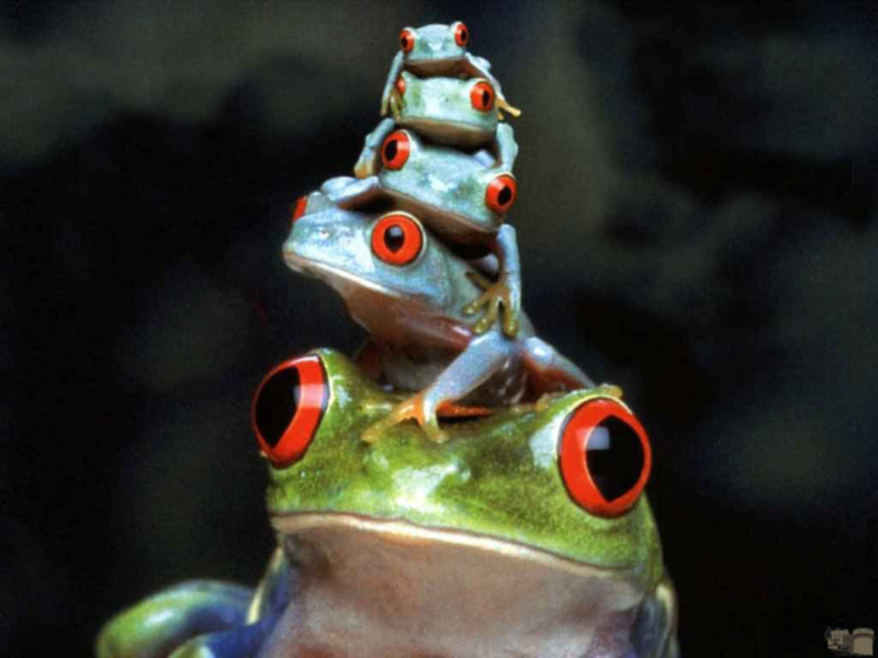 four floored treefrogs; DISPLAY FULL IMAGE.