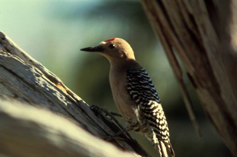 Gila Woodpecker (Melanerpes uropygialis) {!--힐라딱다구리-->; DISPLAY FULL IMAGE.