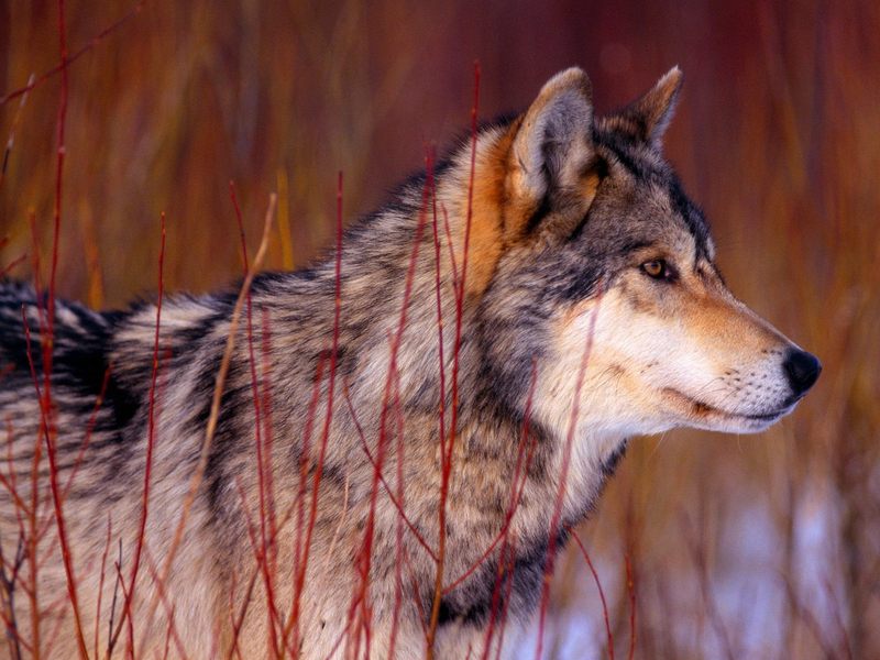 [Daily Photos CD 03] Attentive Look, Gray Wolf; DISPLAY FULL IMAGE.