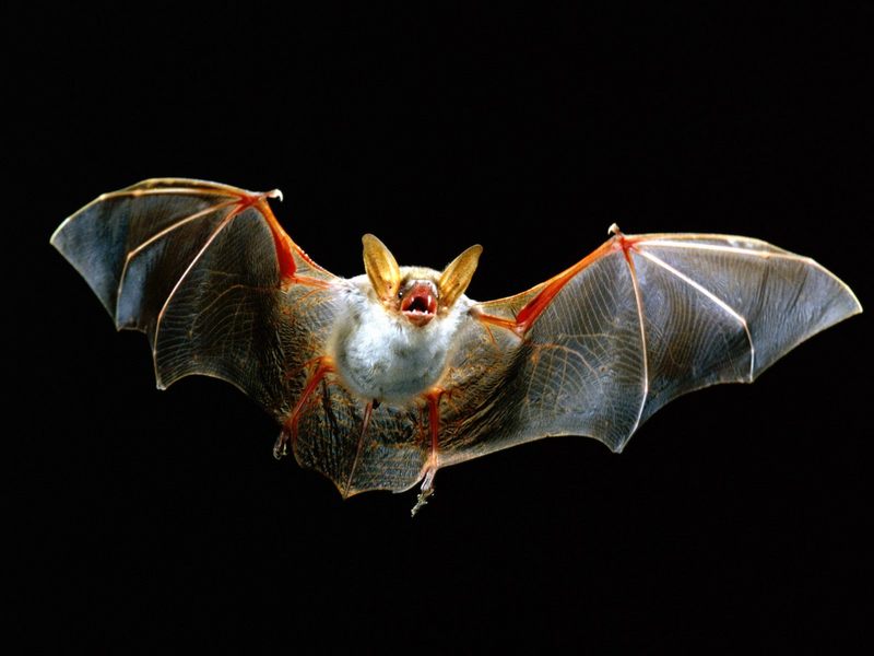 [Daily Photos CD 03] Bat in Flight; DISPLAY FULL IMAGE.