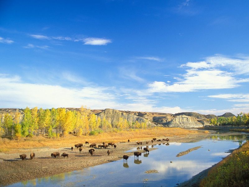 [Daily Photos CD 03] American Bison herd, Little Missouri River, Theodore Roosevelt National Park, North Dakota; DISPLAY FULL IMAGE.