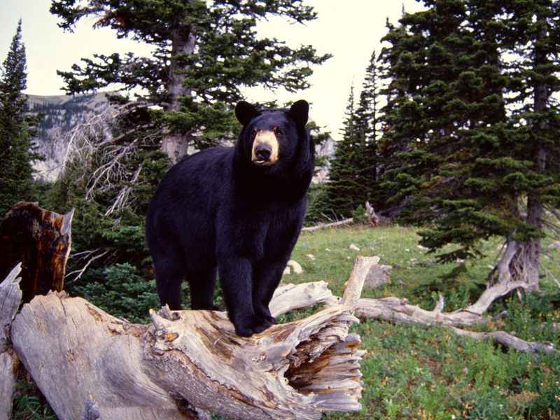 [Daily Photos CD 03] American Black Bear on Stump, Montana; DISPLAY FULL IMAGE.
