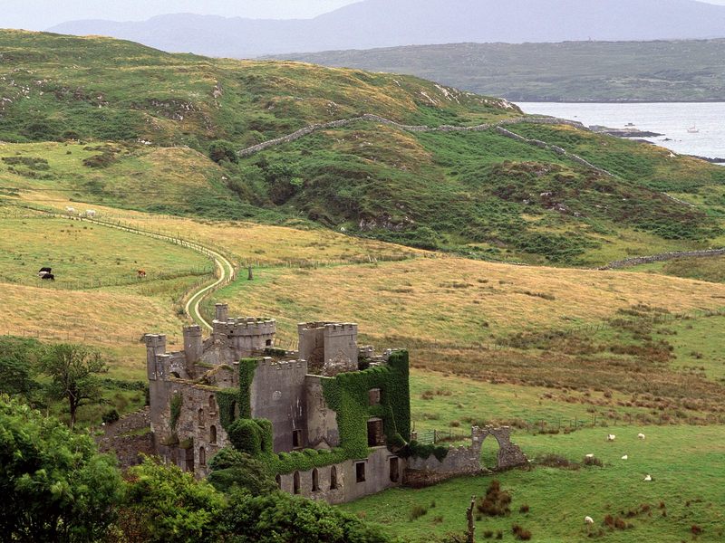 [Daily Photos CD 03] Cattle, Clifden Castle, County Galway, Ireland; DISPLAY FULL IMAGE.