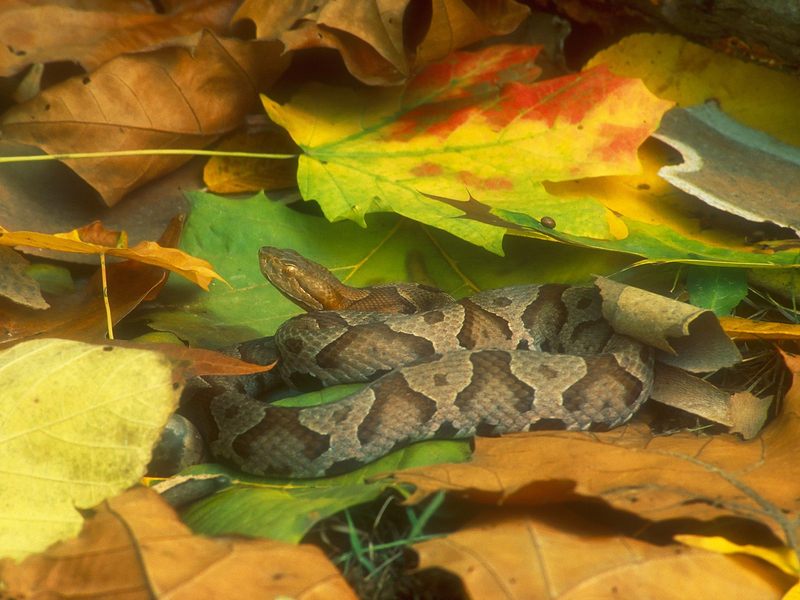 [Daily Photos CD 03] Northern Copperhead Snake; DISPLAY FULL IMAGE.