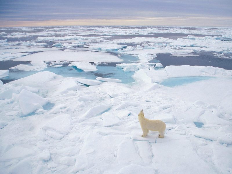 [Daily Photos CD 03] Polar Bear, Svalbard, Norway; DISPLAY FULL IMAGE.