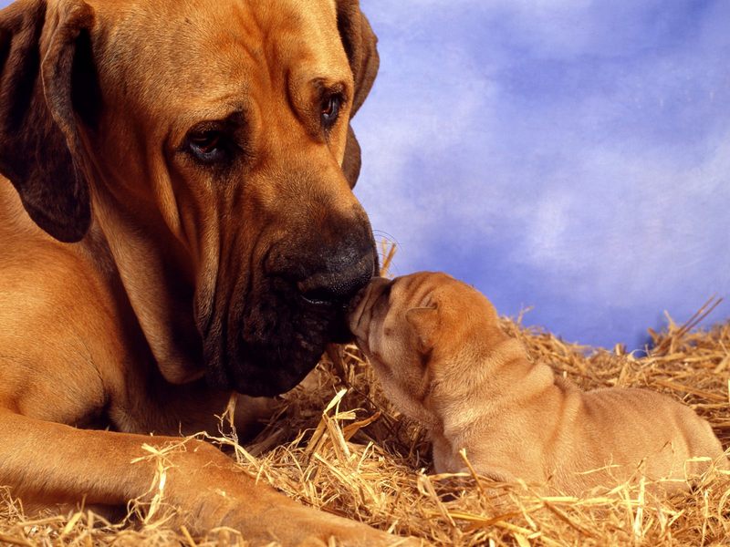 [Daily Photos CD 03] Pooch Smooch (Dog mother and puppy); DISPLAY FULL IMAGE.