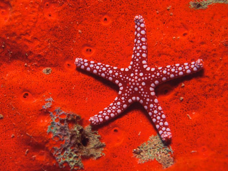 [Daily Photos CD 03] Red Starfish; DISPLAY FULL IMAGE.