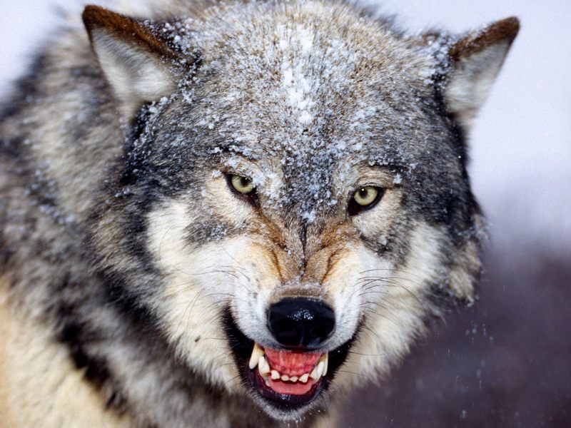 [Daily Photos CD 03] Snarling Gray Wolf; DISPLAY FULL IMAGE.