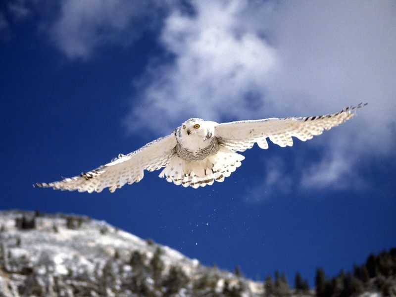 [Daily Photos CD 03] Snowy Owl in Flight; DISPLAY FULL IMAGE.