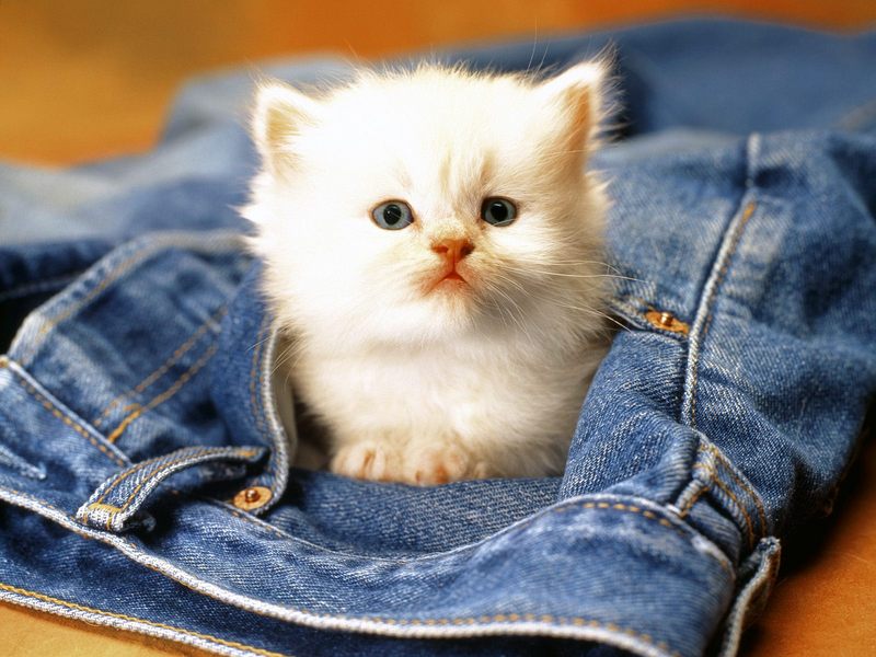 [Daily Photos CD 03] White Kitten - The Little Explorer; DISPLAY FULL IMAGE.