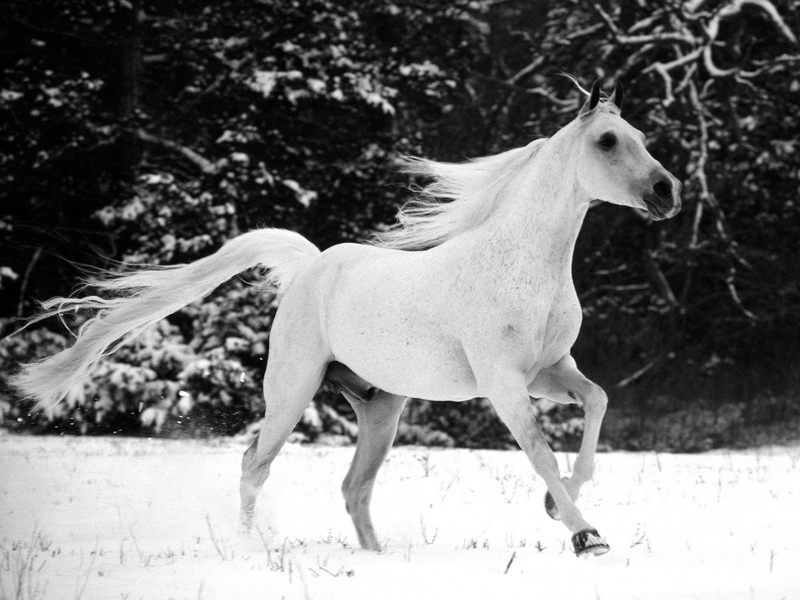 [Daily Photos CD 03] White Stallion; DISPLAY FULL IMAGE.